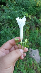 Ipomoea suaveolens
