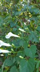 Ipomoea suaveolens