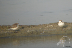Calidris pygmaea