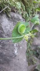 Rytidostylis gracilis