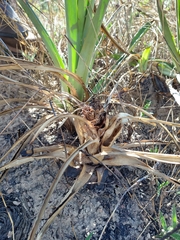 Bromelia goyazensis