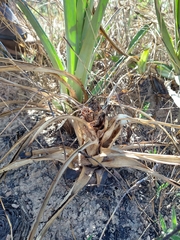Bromelia goyazensis