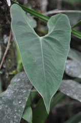 Anthurium folsomianum