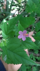 Hibiscus phoeniceus
