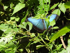 Morpho helenor