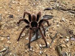 Megaphobema robustum