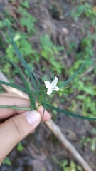 Carlowrightia pectinata