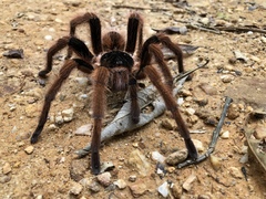 Megaphobema robustum