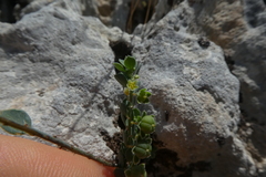 Andrachne telephioides