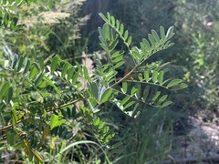 Indigofera sphaerocarpa