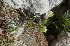 Antirrhinum siculum