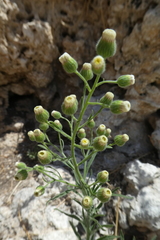 Erigeron bonariensis