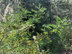 Indigofera sphaerocarpa