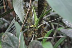 Anthurium folsomianum