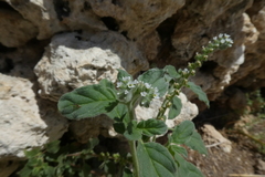 Heliotropium europaeum