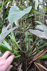 Anthurium folsomianum