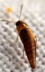 Tachyporus nitidulus
