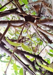 Hemeroblemma mexicana