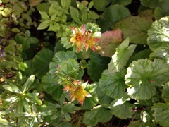 Geum calthifolium