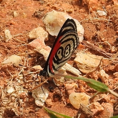 Diaethria clymena dodone