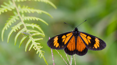 Actinote pellenea equatoria