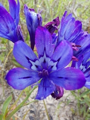 Codonorhiza elandsmontana