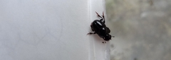 Onthophagus nasutus