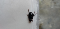 Onthophagus nasutus