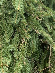 Picea