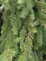 Picea
