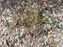 Sabulina nuttallii