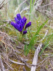 Codonorhiza elandsmontana