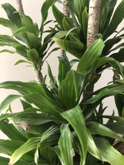Dracaena fragrans compacta