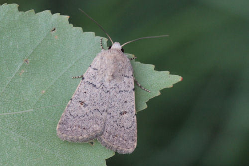 Representative image of Caradrina aspersa
