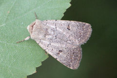 Caradrina aspersa