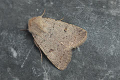 Caradrina aspersa