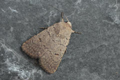 Caradrina aspersa