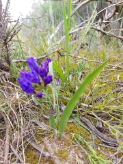 Codonorhiza elandsmontana