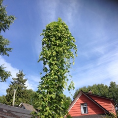 Humulus lupulus
