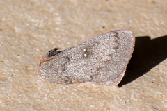 Syssphinx hubbardi
