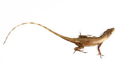 Anolis antonii