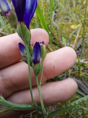 Codonorhiza elandsmontana