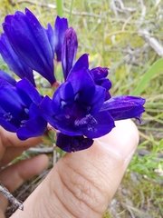 Codonorhiza elandsmontana