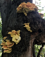 Chicken of the Woods (Laetiporus sulphureus)