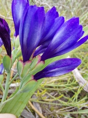 Codonorhiza elandsmontana