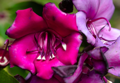 Meriania nobilis