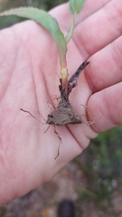 Codonorhiza elandsmontana