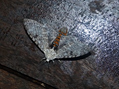 Hypercompe abdominalis