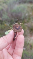 Codonorhiza elandsmontana