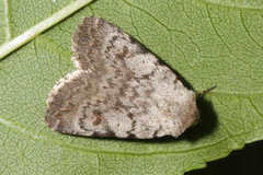 Caradrina selini